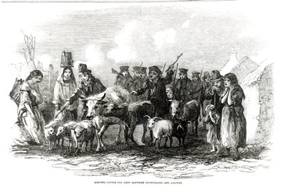 Driving Cattle for Rent between Ouchterard and Galway, from 